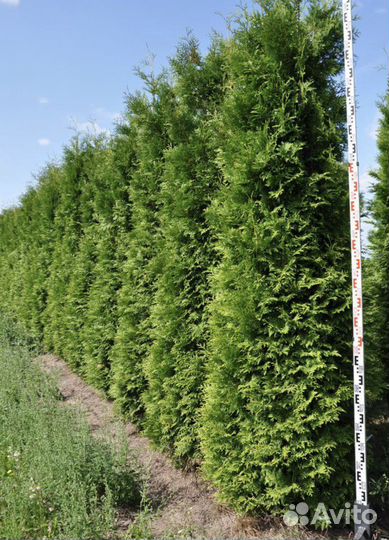 Туя Брабант из питомника