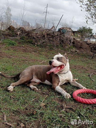 Амстафф вязка