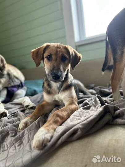 Собаки щенята девочки ищут любящую семью