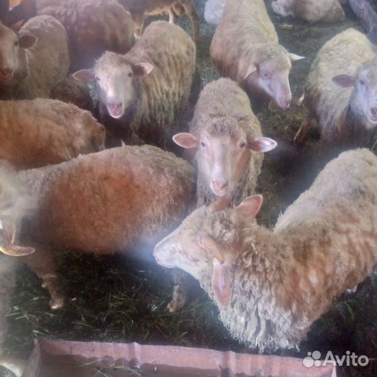 Овцы на Курбан-байрам