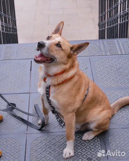 Собака в добрые руки