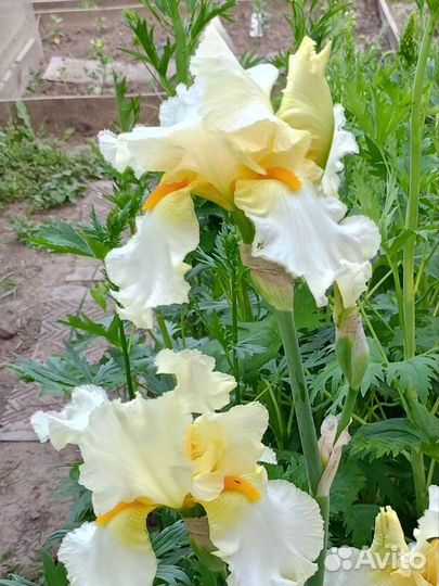 Ирисы бородатые
