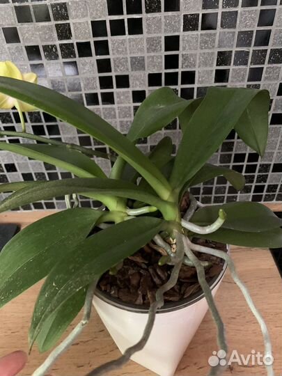 Орхидея фаленопсис Грин Бетмен