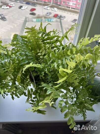 Папоротник Еллоу Кристата Нефролепис