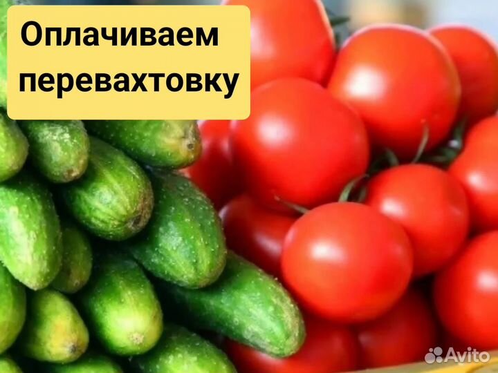 Сборщик овощей в теплицах Тюменской области