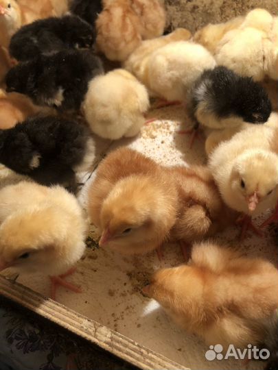 Цыплята кур Ломан Браун