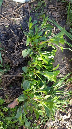 Ромашка садовая,крупная