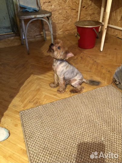 Йоркширский терьер