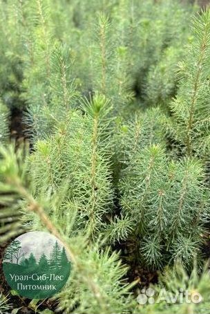 Сосна зкс окс сеянцы Ель Лиственница Голуб Горная