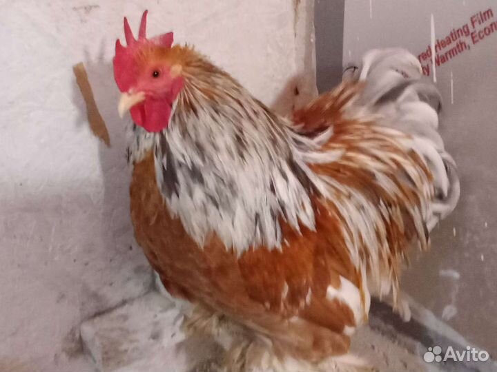 Яйцо Карликового Кохинхина, цыплята