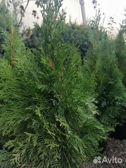 Туя колумна, туя смарагд