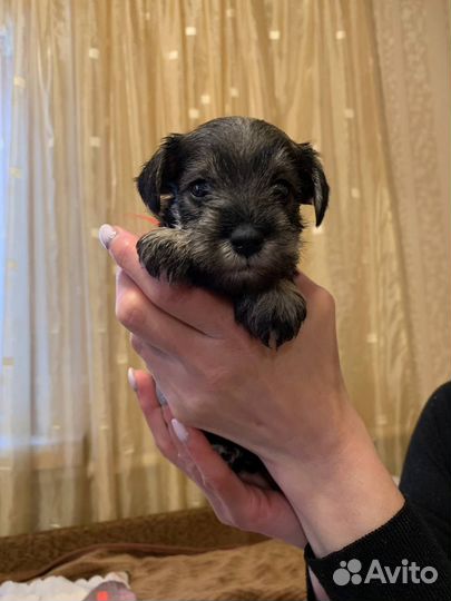 Цвергшнауцер щенки перец с солью