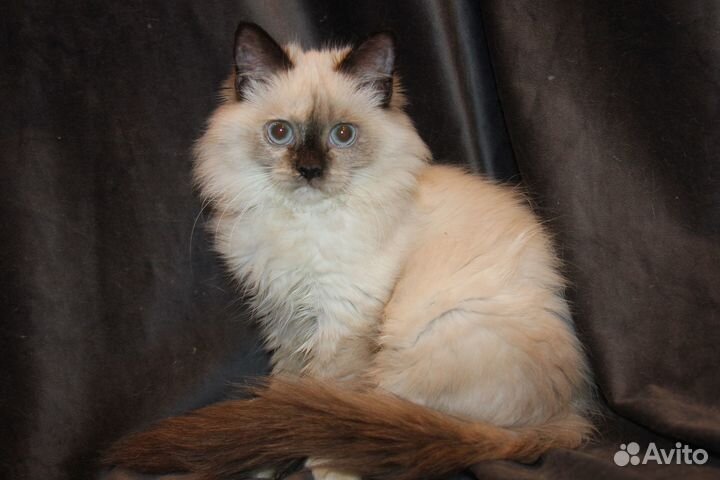 Окрас невская маскарадная