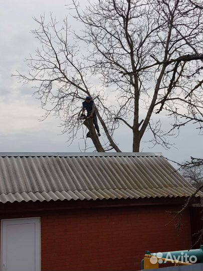 Спил деревьев расчистка участков