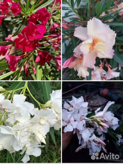 Олеандр разные виды