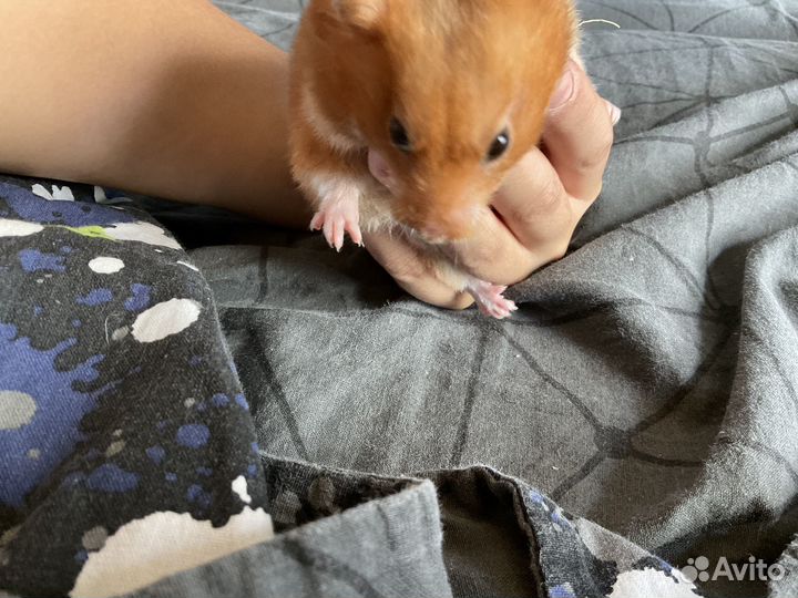 Сирийский хомяк бесплатно