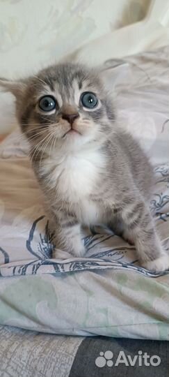 Котята котики в добрые руки
