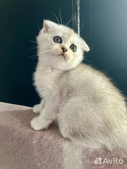 Шотландская вислоухая серебристая шиншилла