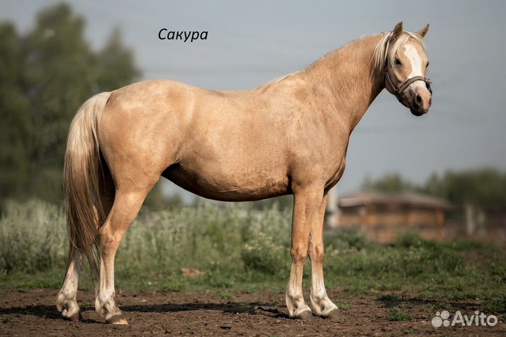 Уэльский пони