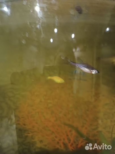 Аквариум с рыбками