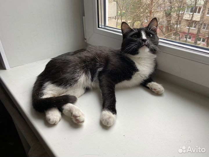 Котенок в добрые руки
