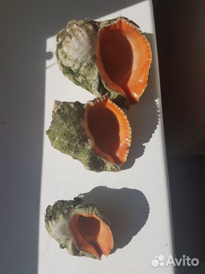 Ракушки рапана аквариум террариум интерьер