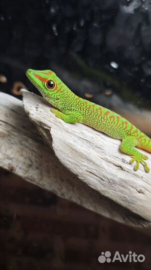 Зелёный геккон