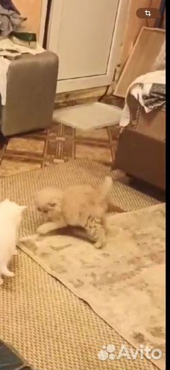 Котята в добрые руки даром