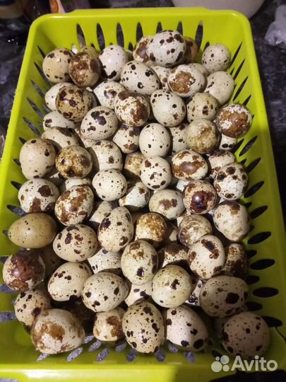 Мясо птицы домашней. Яйцо куриное/перепелиное