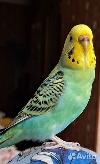 Волнистый попугай самка желает познакомиться
