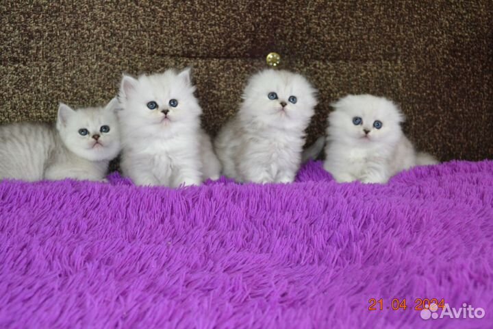 Шотландские котята