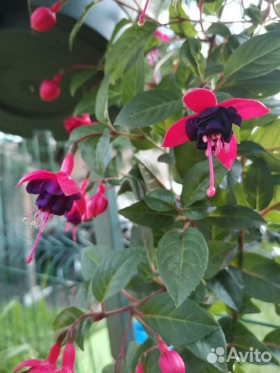 Фуксия срезы