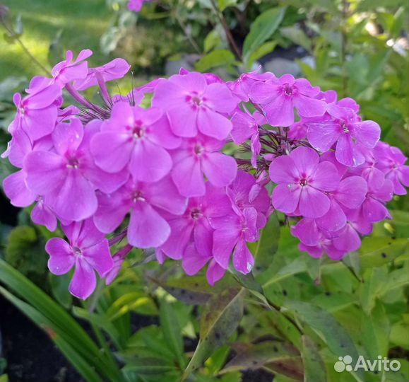 Хоста, розовый флокс, примулы