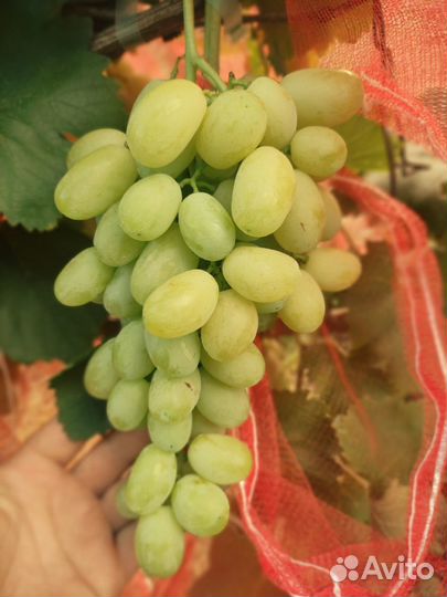 Сладкий сорт винограда Лора для Рязани