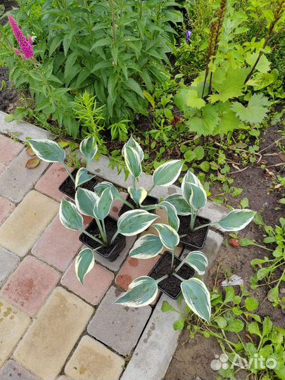 Хоста блю айвори