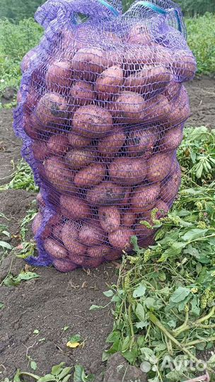 Продам картофель