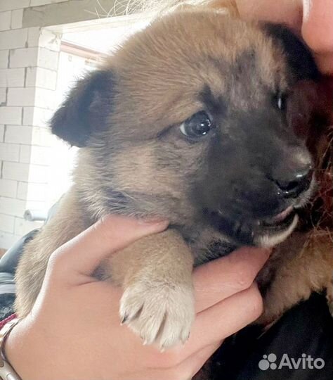 Щенуля девочка осталась одна