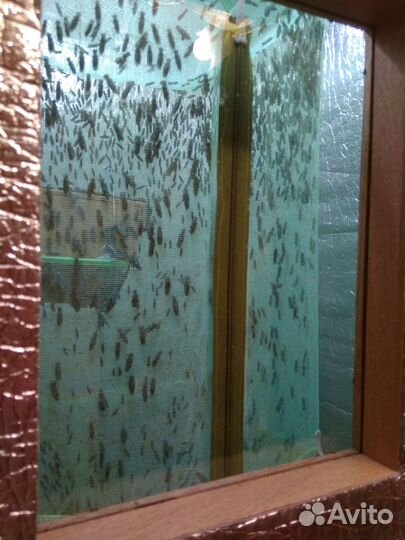 Инсектарий для разведения мухи черная львинка