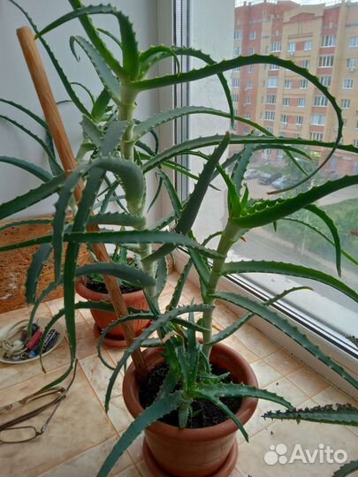 Алоэ лечебный