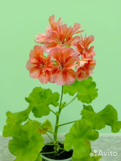 Пеларгония J.Falej