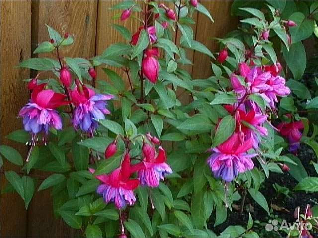 Комнатные цветы