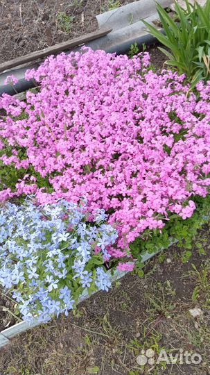 Цветы для сада