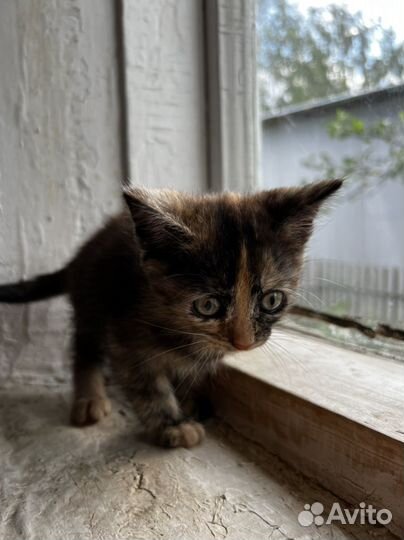 Котята ищут дом