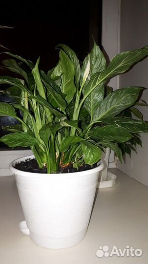 Спатифиллум пестролистный