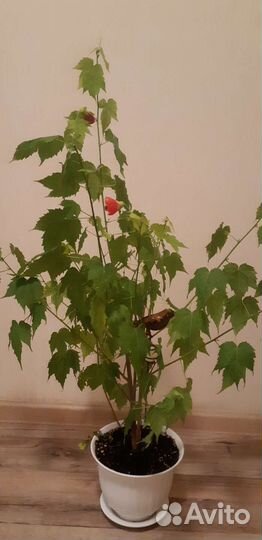 Клён комнатный Абутилон