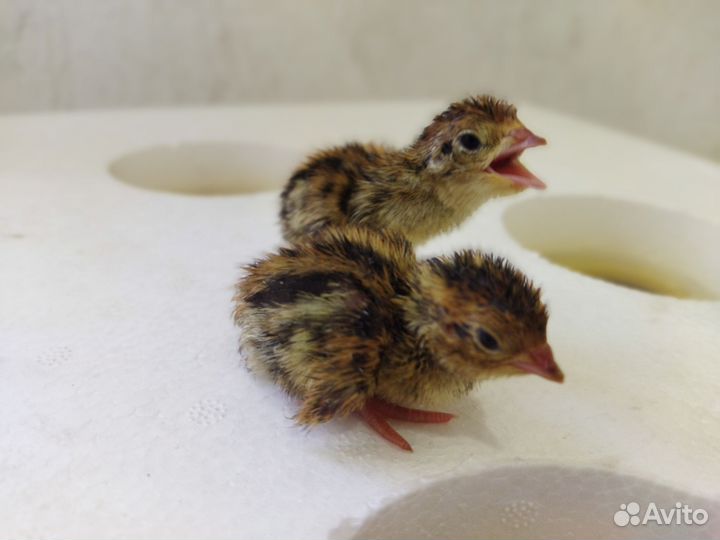 Яйца перепелиные инкубационные