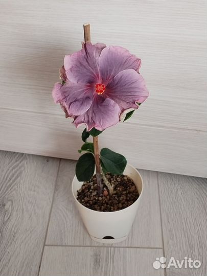 Сортовой гибискус