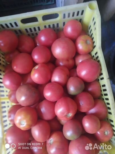 Продаю семена