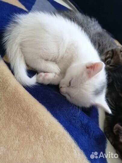 Кошечки бесплатно