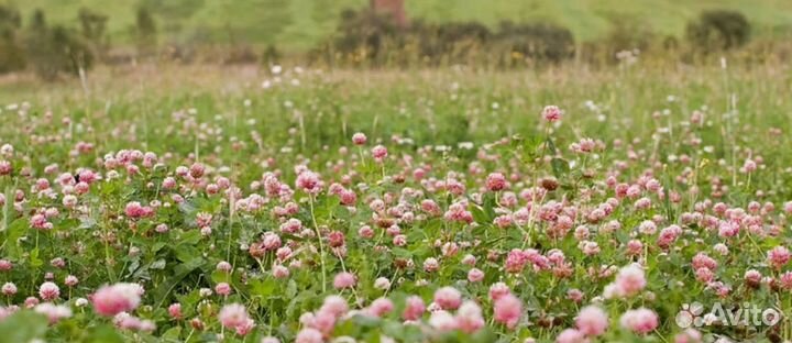 Семена газонные, пастбищные, луговые